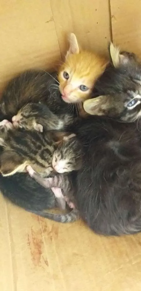 Gato ra a  idade Abaixo de 2 meses nome Gatinhos