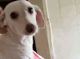 Bartô