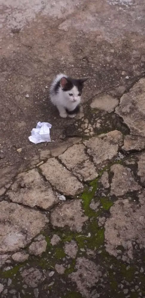 Gato ra a  idade Abaixo de 2 meses nome Gatinhos