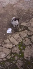 Gatinhos