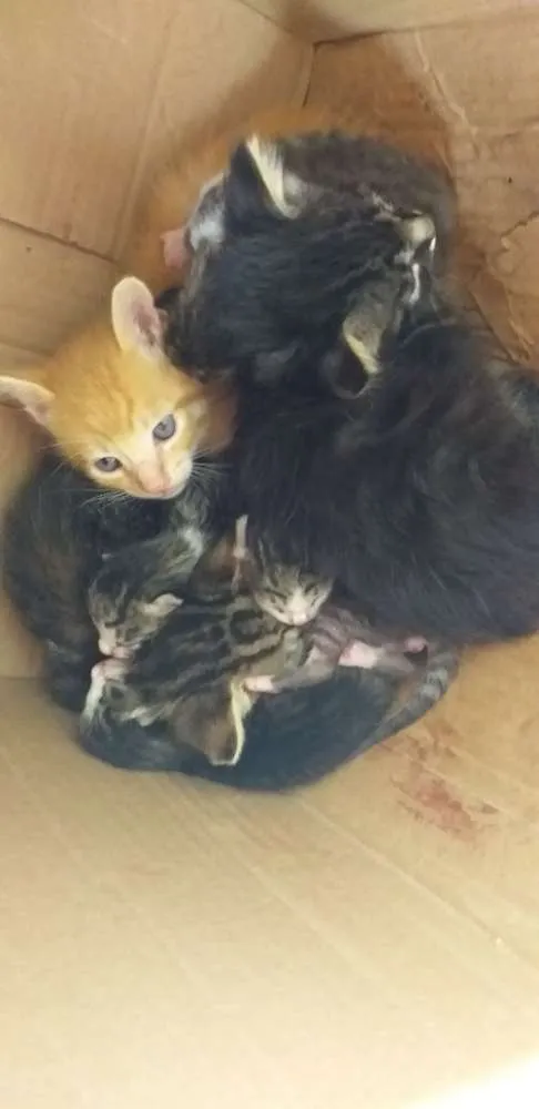 Gato ra a  idade Abaixo de 2 meses nome Gatinhos