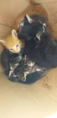 Gatinhos