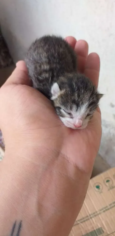 Gato ra a  idade Abaixo de 2 meses nome Gatinhos