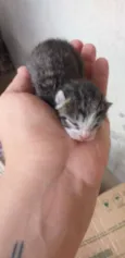 Gatinhos