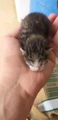 Gatinhos