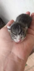 Gatinhos
