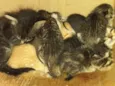 Gatinhos