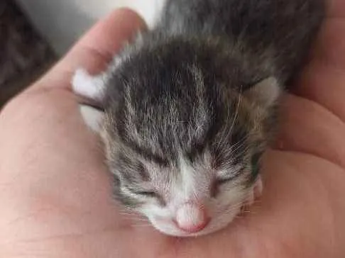 Gato ra a  idade Abaixo de 2 meses nome Gatinhos
