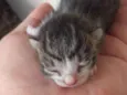 Gatinhos