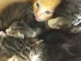 Gatinhos
