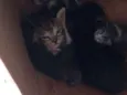 Gatinhos