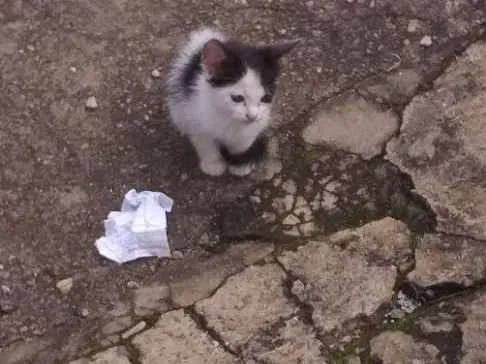 Gato ra a  idade Abaixo de 2 meses nome Gatinhos