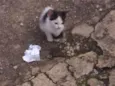 Gatinhos