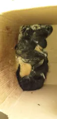 Gatinhos