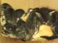 Gatinhos