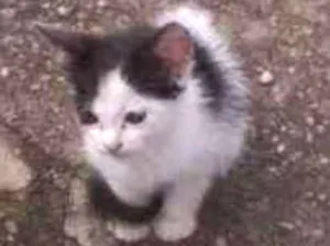 Gato raça  idade Abaixo de 2 meses nome Gatinhos