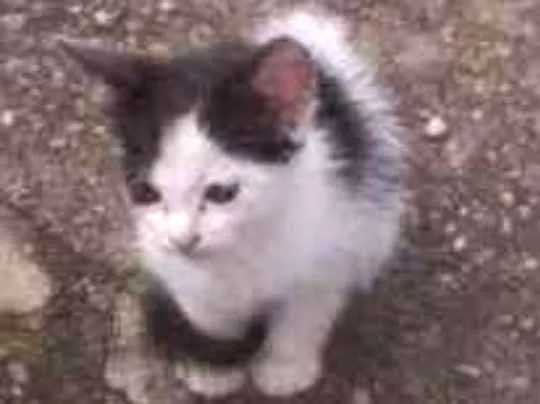 Gato ra a  idade Abaixo de 2 meses nome Gatinhos