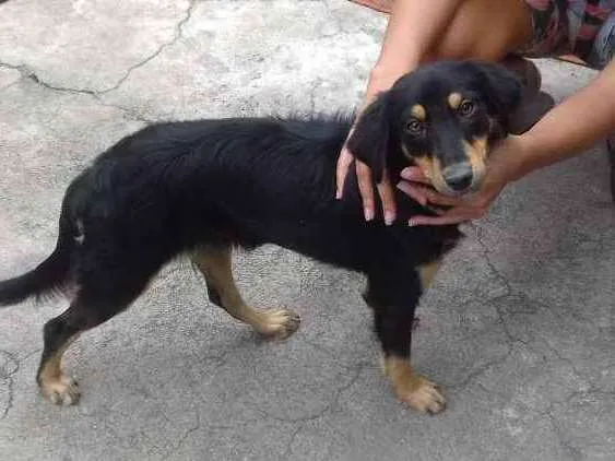 Cachorro ra a SRD idade 2 a 6 meses nome Zoe