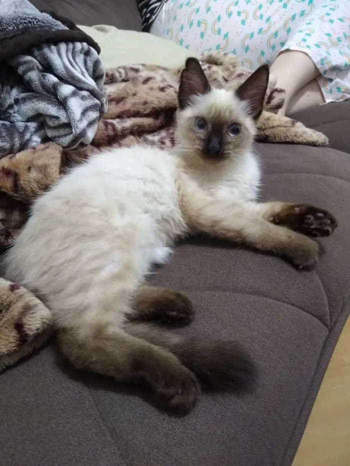 Gato ra a Siamês idade 2 a 6 meses nome Lilly