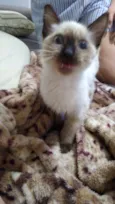 Lilly
