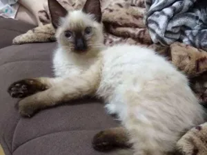 Gato raça Siamês idade 2 a 6 meses nome Lilly