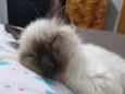 Lilly