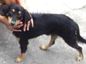 Cachorro raça SRD idade 2 a 6 meses nome Zoe