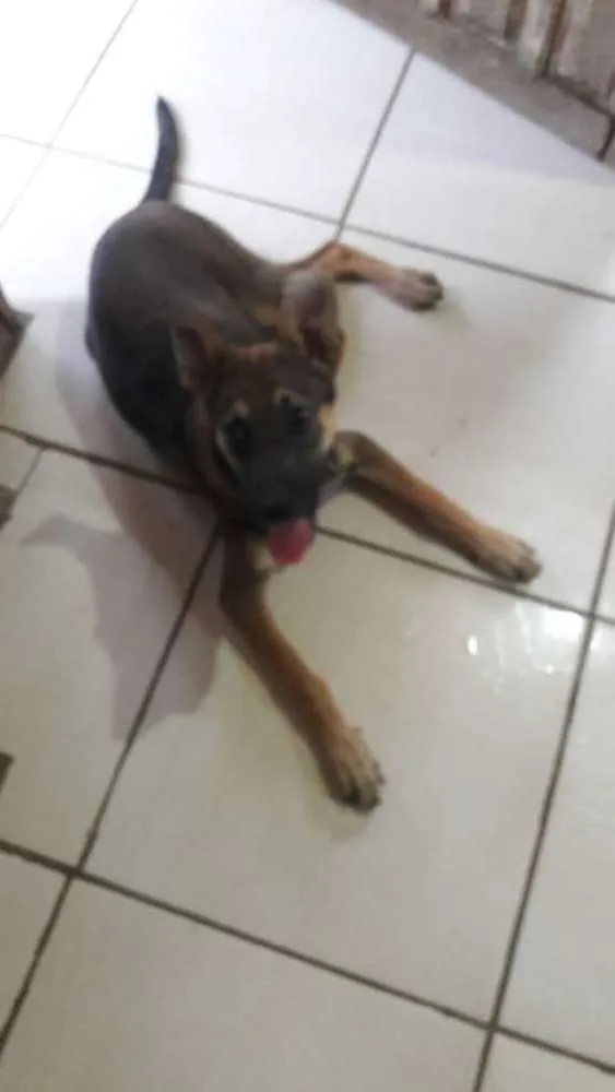 Cachorro ra a indefinida idade 2 a 6 meses nome  Sansão