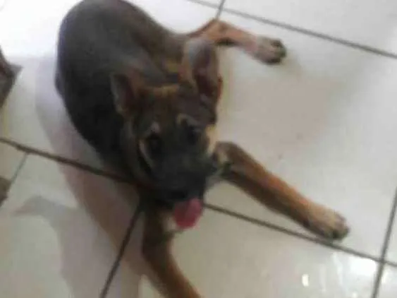 Cachorro ra a indefinida idade 2 a 6 meses nome  Sansão