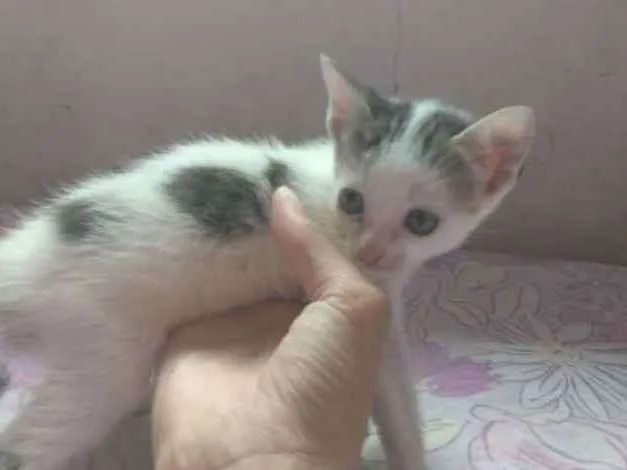 Gato ra a Vira lata idade Abaixo de 2 meses nome Maria e Ber 