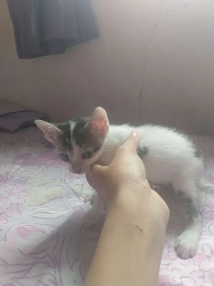 Gato ra a Vira lata idade Abaixo de 2 meses nome Maria e Ber 