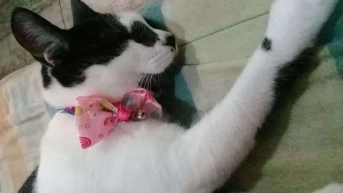 Gato ra a vira lata idade 1 ano nome Marie