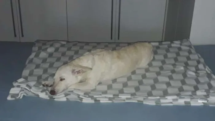 Cachorro ra a SRD idade 2 anos nome Bartô