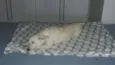 Bartô
