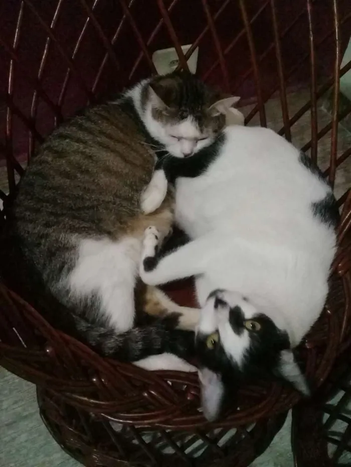 Gato ra a vira lata idade 1 ano nome Marie e Starck