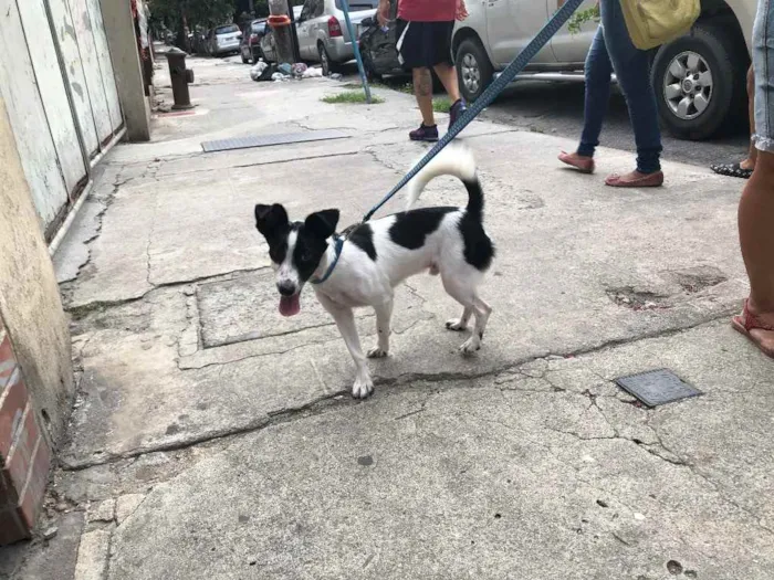 Cachorro ra a Srd  idade 1 ano nome Jimmy
