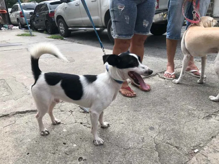 Cachorro ra a Srd  idade 1 ano nome Jimmy