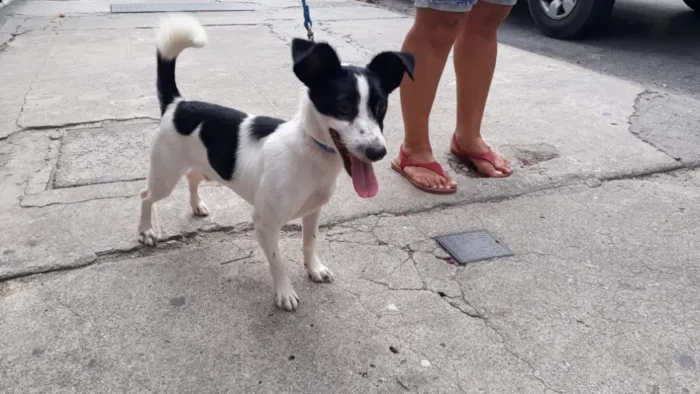 Cachorro ra a Srd  idade 1 ano nome Jimmy