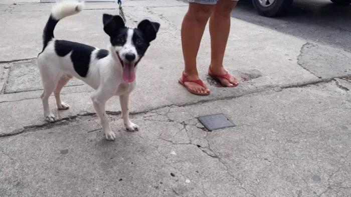 Cachorro ra a Srd  idade 1 ano nome Jimmy