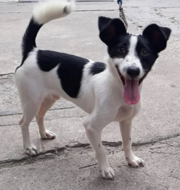 Cachorro ra a Srd  idade 1 ano nome Jimmy