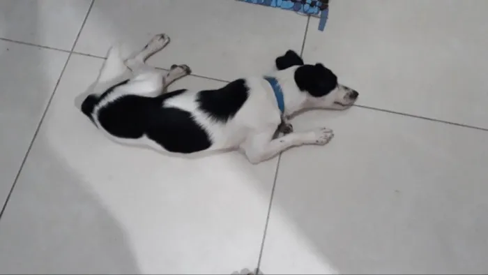 Cachorro ra a Srd  idade 1 ano nome Jimmy