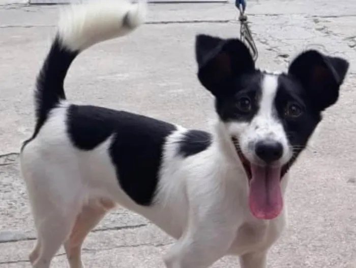 Cachorro ra a Srd  idade 1 ano nome Jimmy