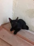 Smigoo
