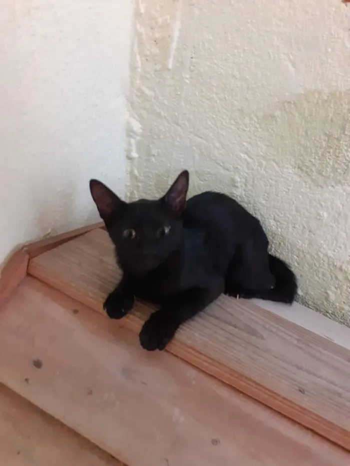 Gato ra a SRD idade 2 a 6 meses nome Smigoo