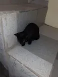 Smigoo