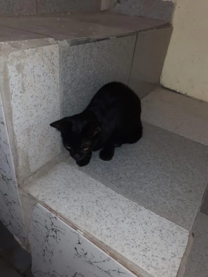 Gato ra a SRD idade 2 a 6 meses nome Smigoo