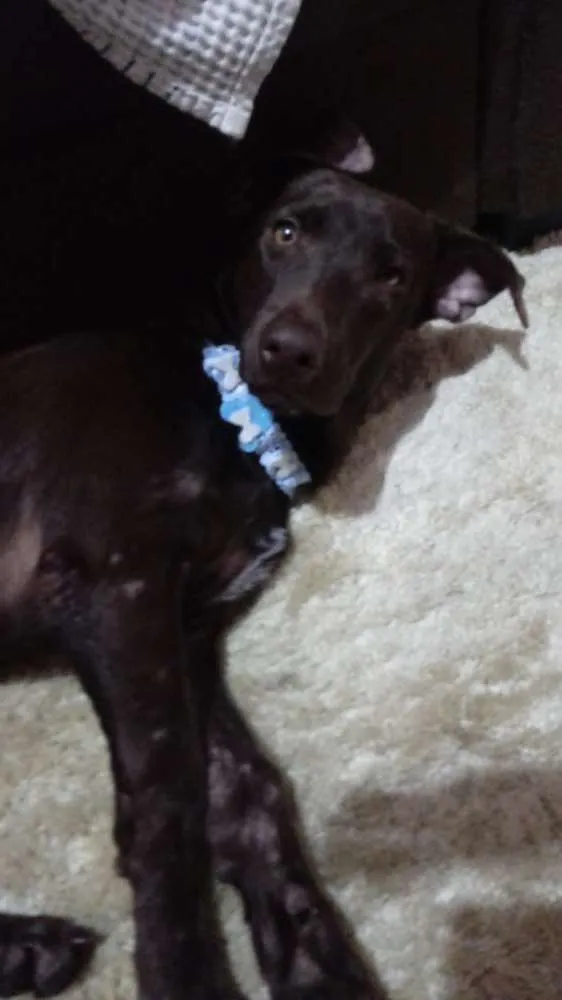 Cachorro ra a Vira lata idade 1 ano nome Kayla