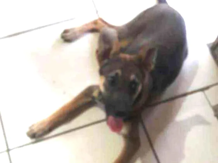 Cachorro ra a indefinida idade 2 a 6 meses nome  Sansão