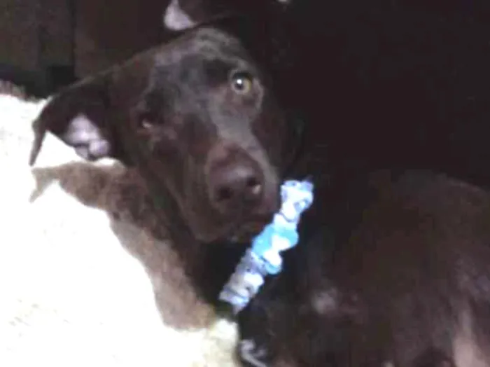 Cachorro ra a Vira lata idade 1 ano nome Kayla