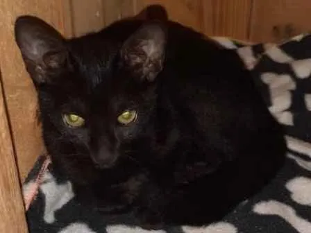 Gato ra a SRD idade 2 a 6 meses nome Smigoo